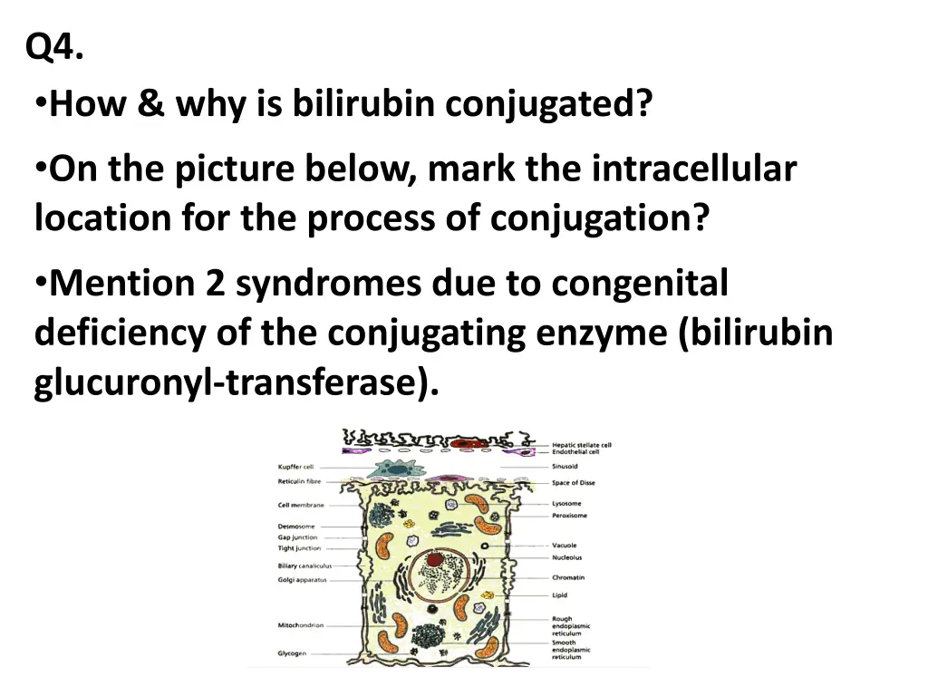 q4 how why is bilirubin conjugated on the picture