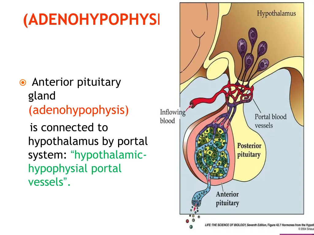 adenohypophysis