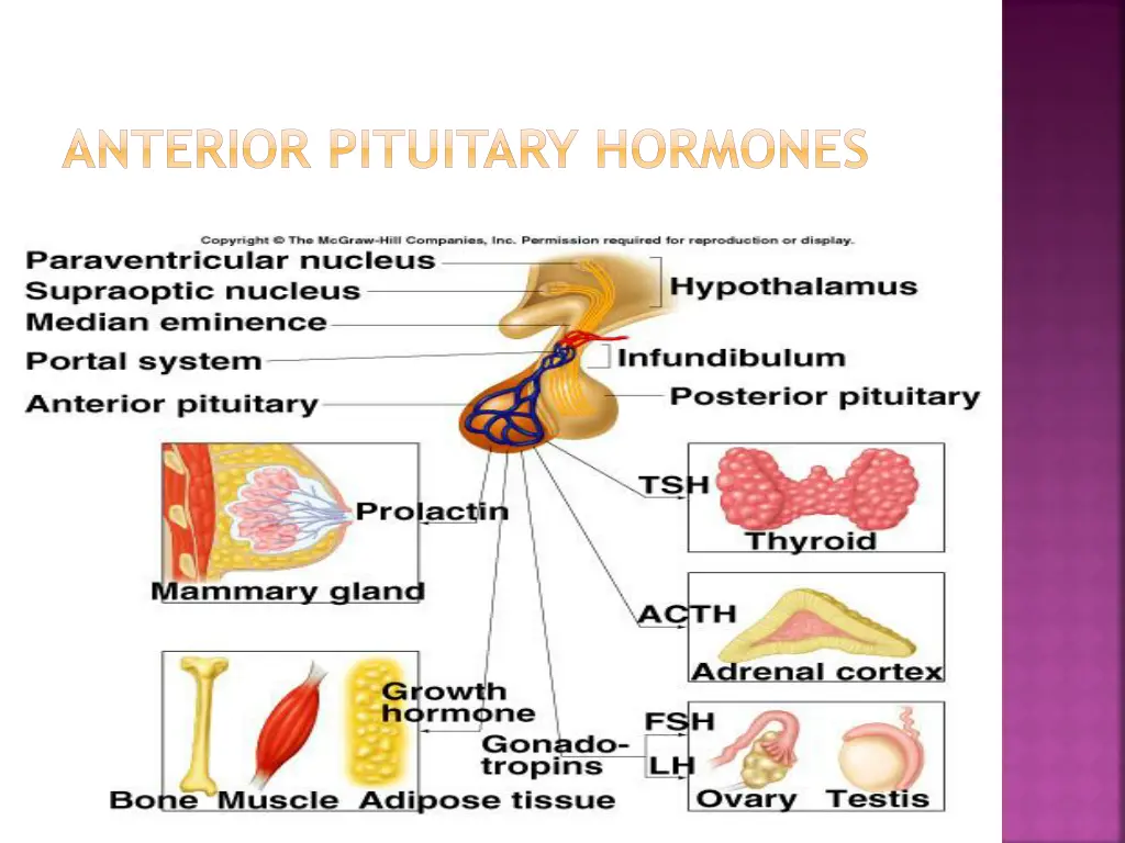 anterior pituitary hormones