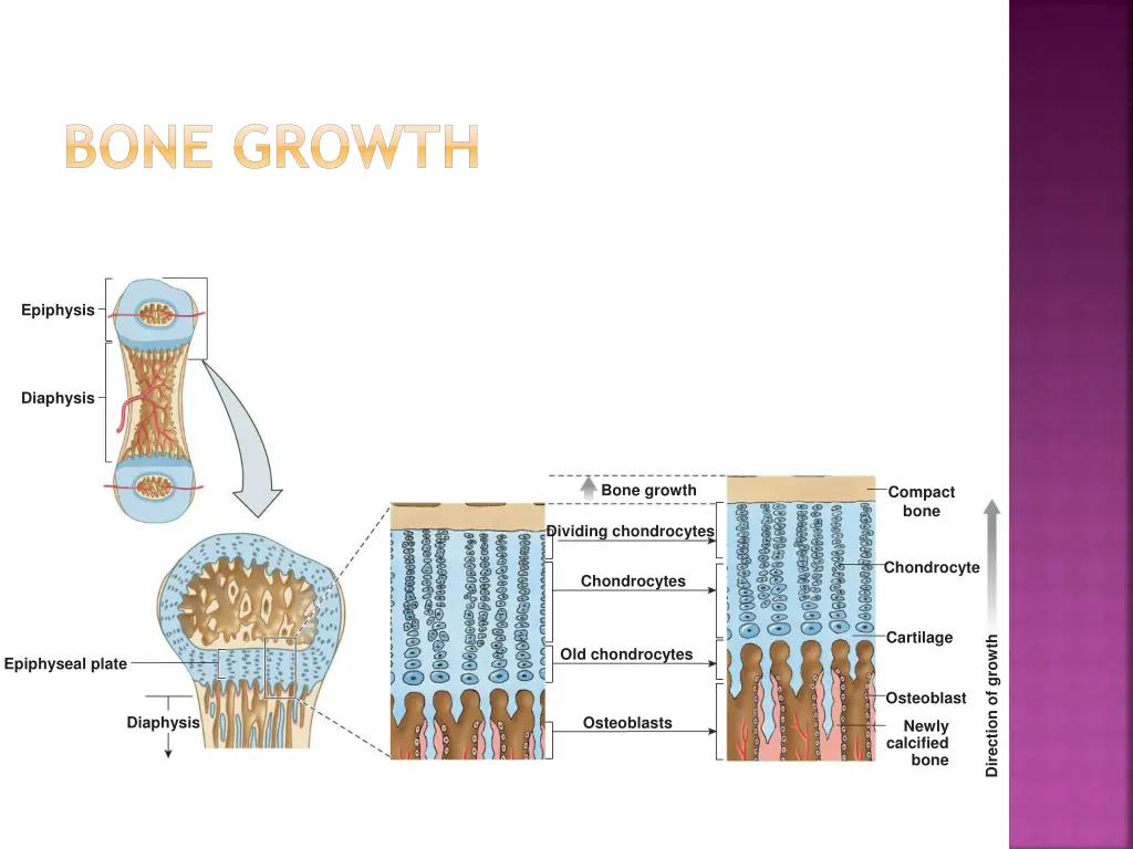 bone growth