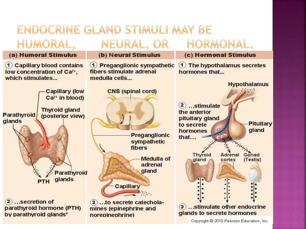 endocrine gland stimuli may be humoral neural