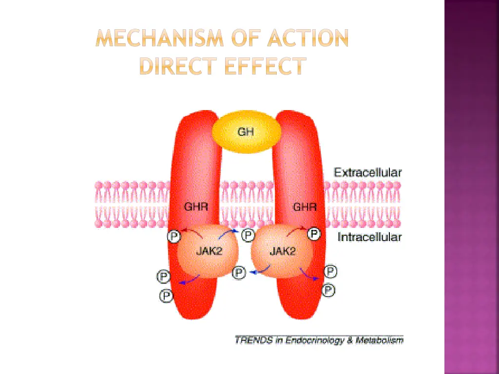 mechanism of action direct effect
