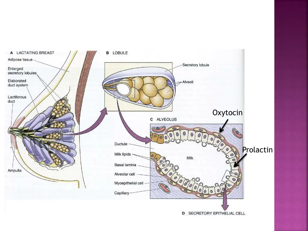 oxytocin