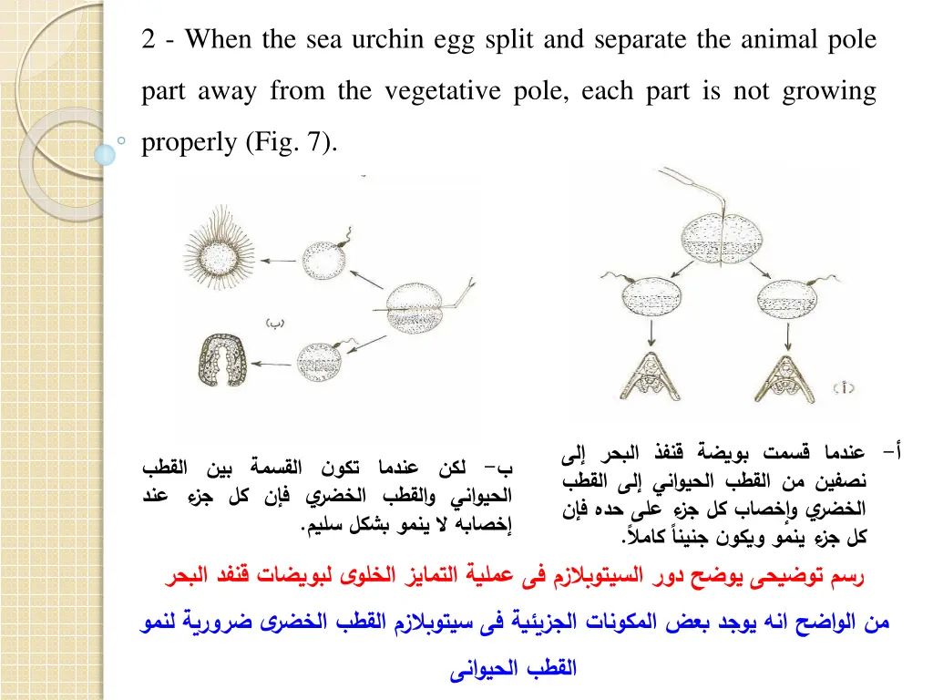 2 when the sea urchin egg split and separate