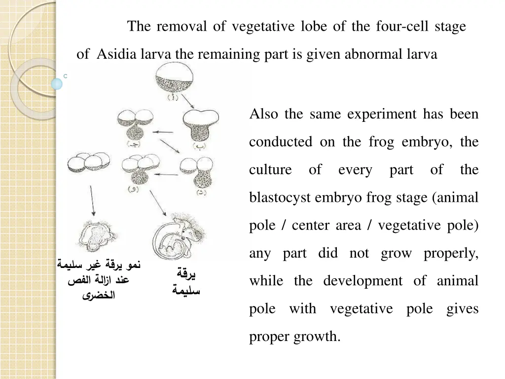 the removal of vegetative lobe of the four cell