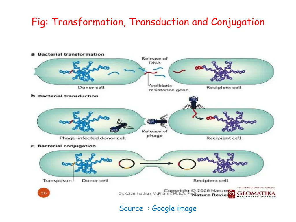 fig transformation transduction and conjugation