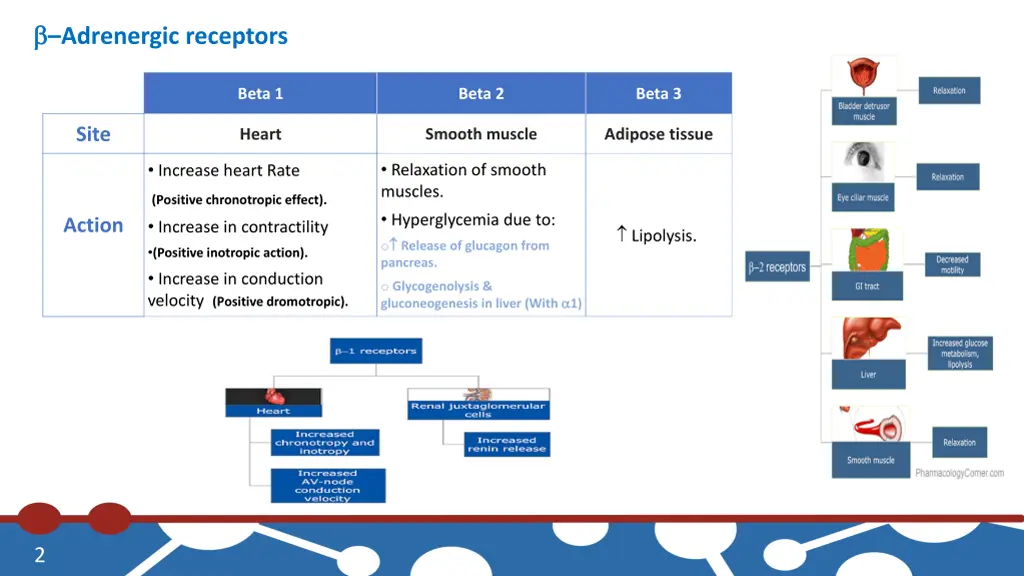 adrenergic receptors