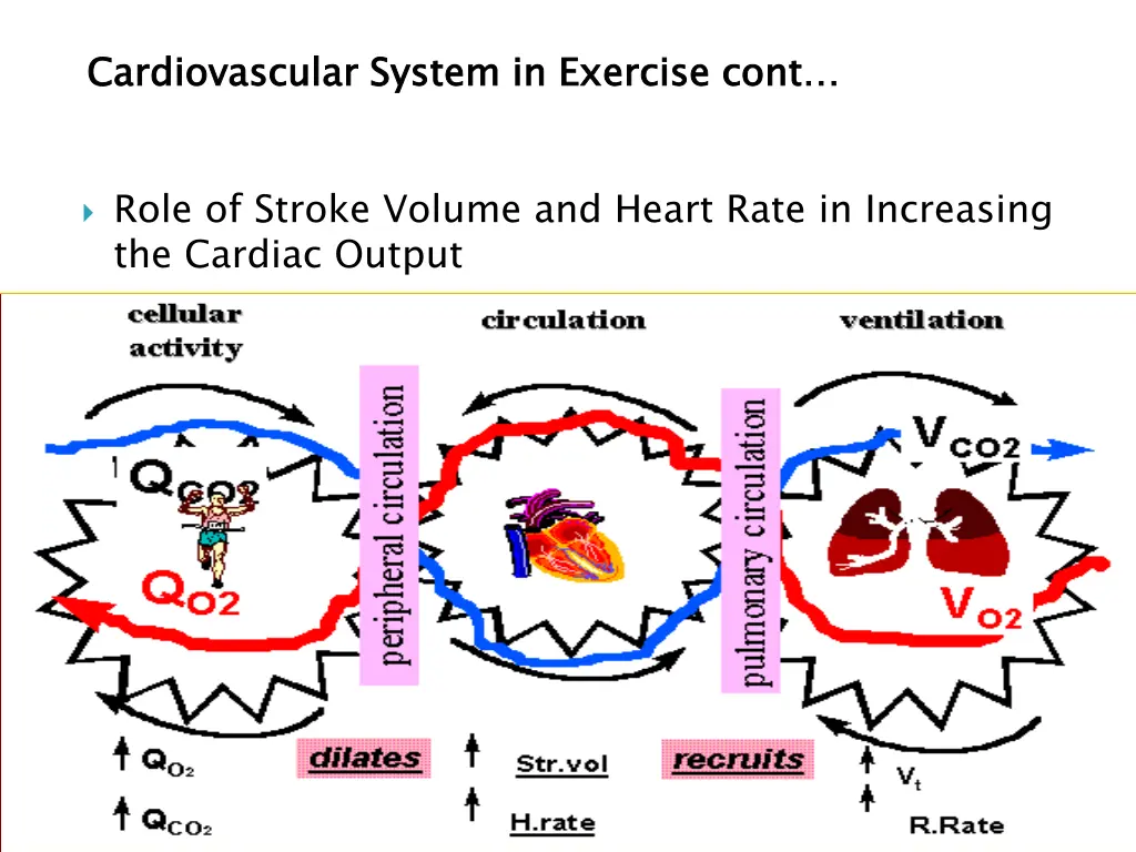 cardiovascular system in exercise cont
