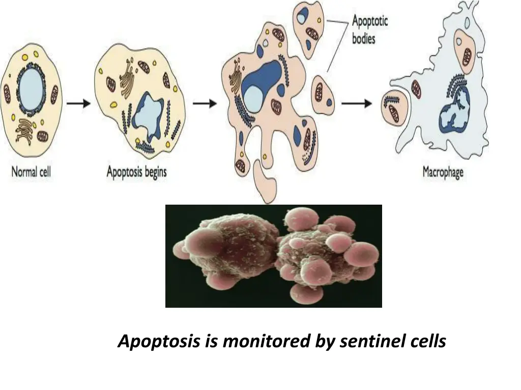 apoptosis is monitored by sentinel cells