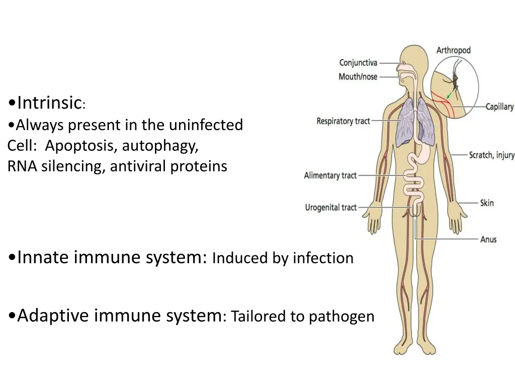 intrinsic always present in the uninfected cell