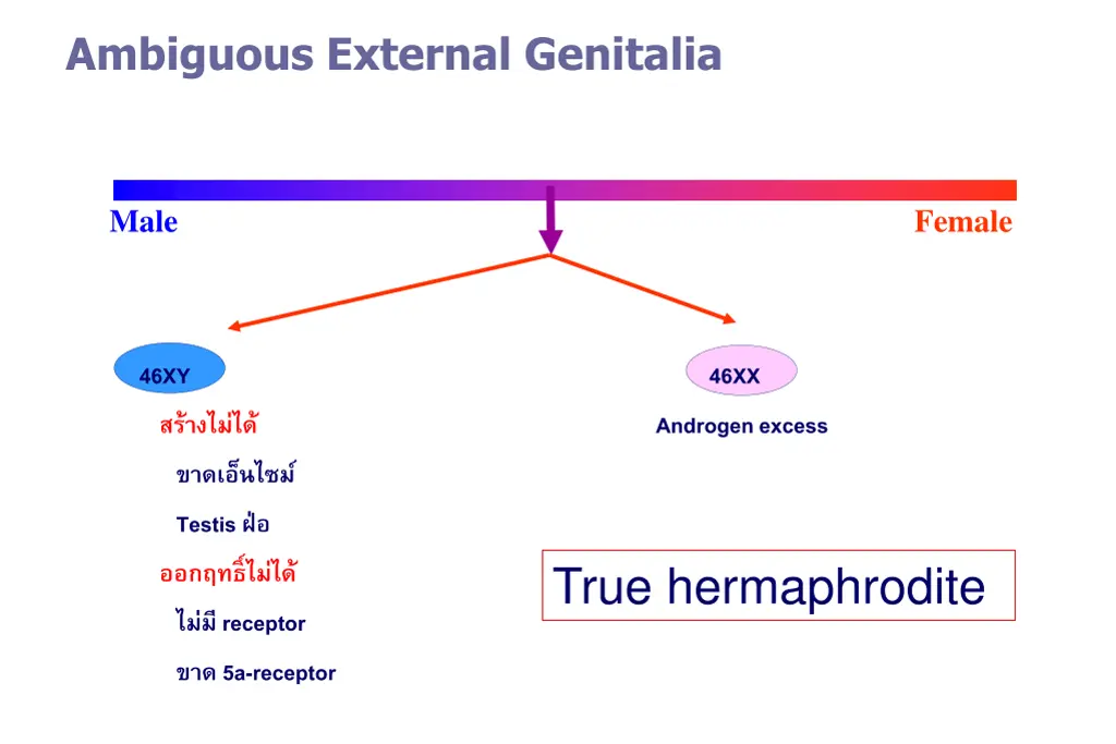 ambiguous external genitalia