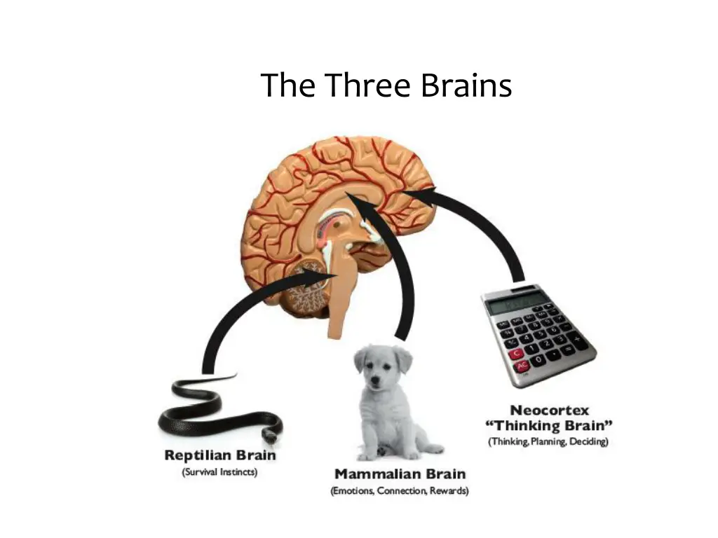 the three brains