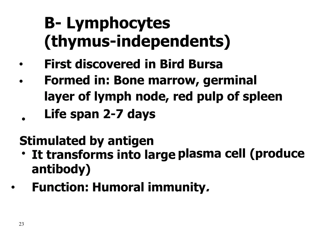 b lymphocytes thymus independents