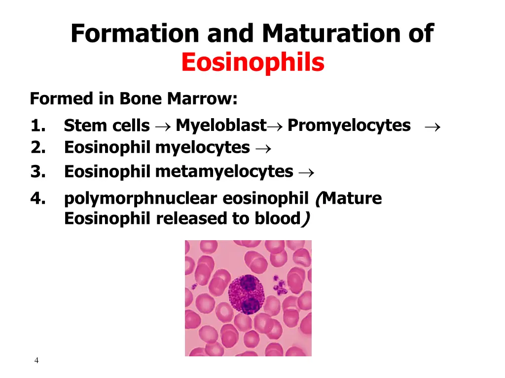 formation and maturation of eosinophils