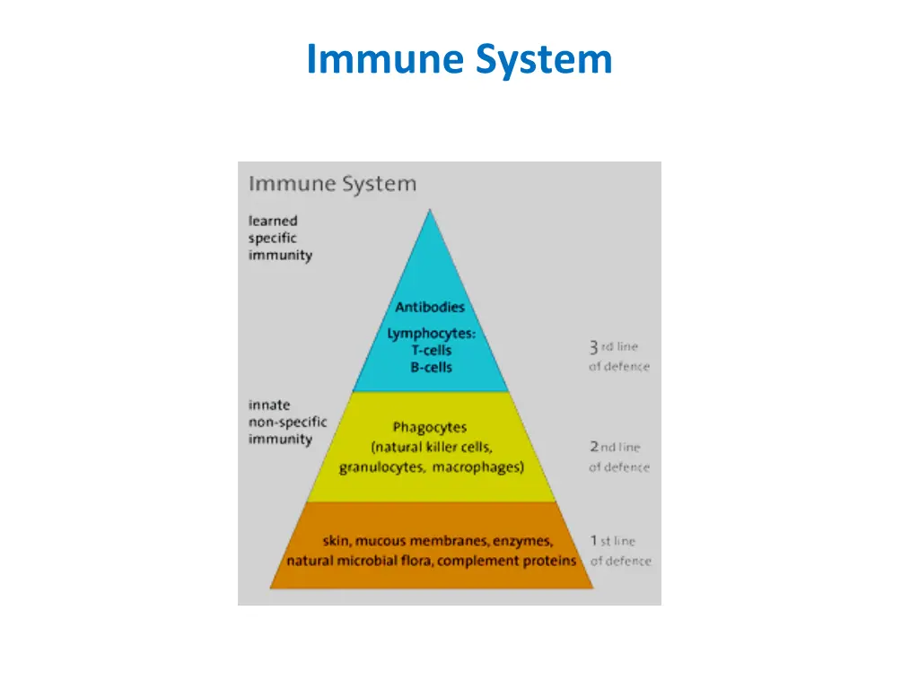 immune system