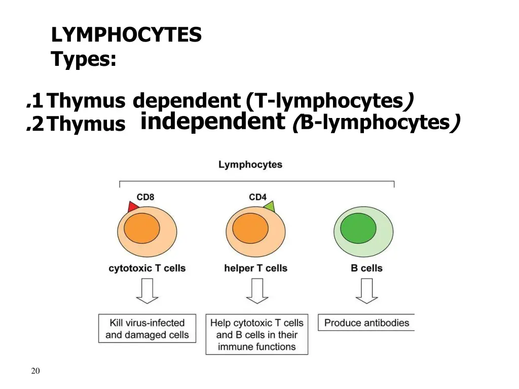 lymphocytes types