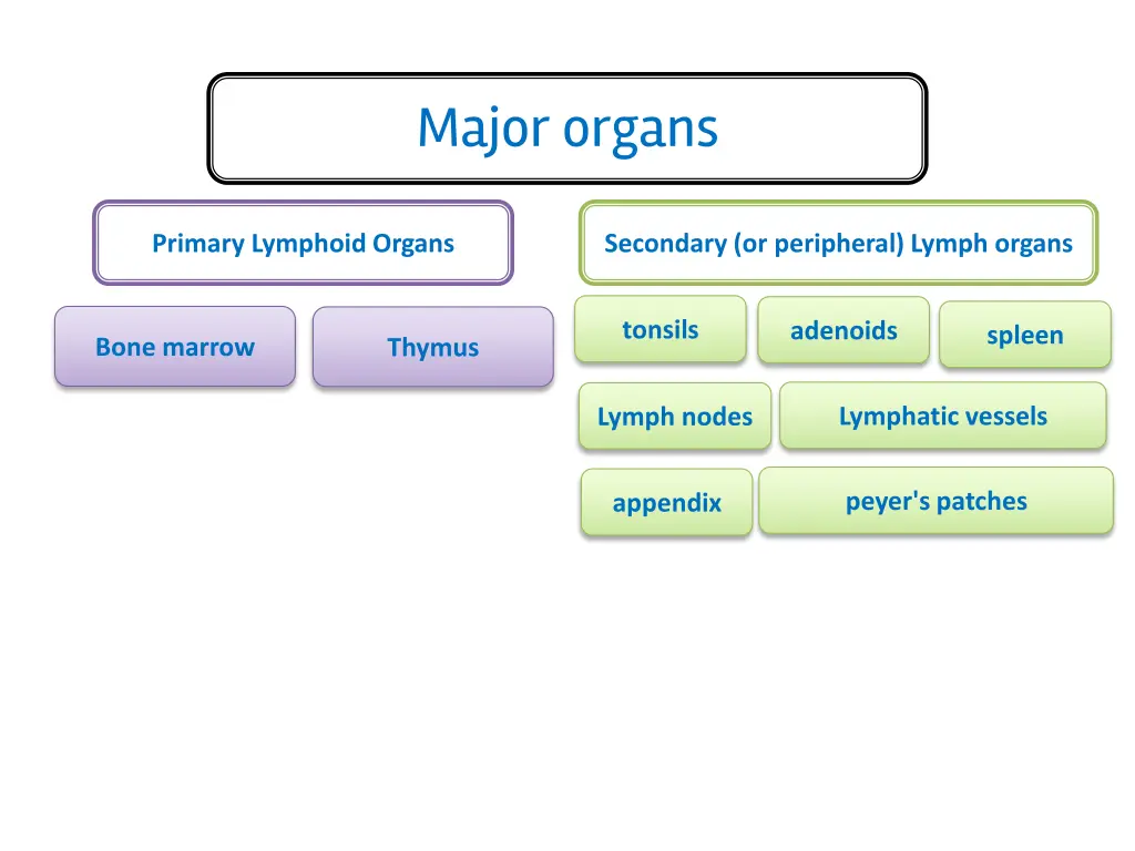 major organs
