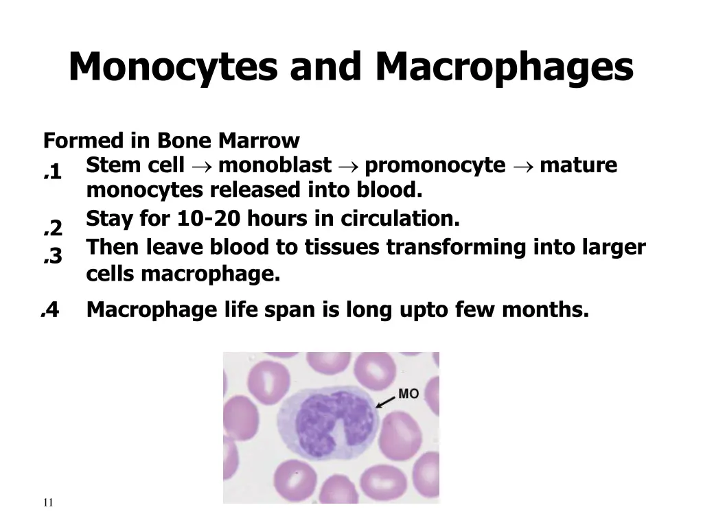 monocytes and macrophages