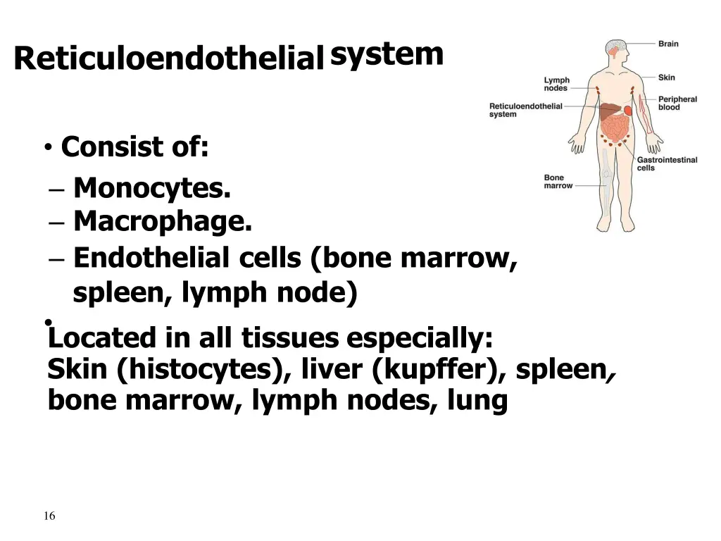 reticuloendothelialsystem
