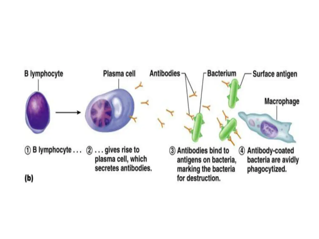slide25