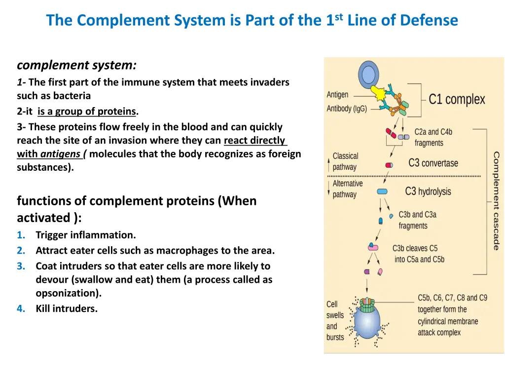 the complement system is part of the 1 st line