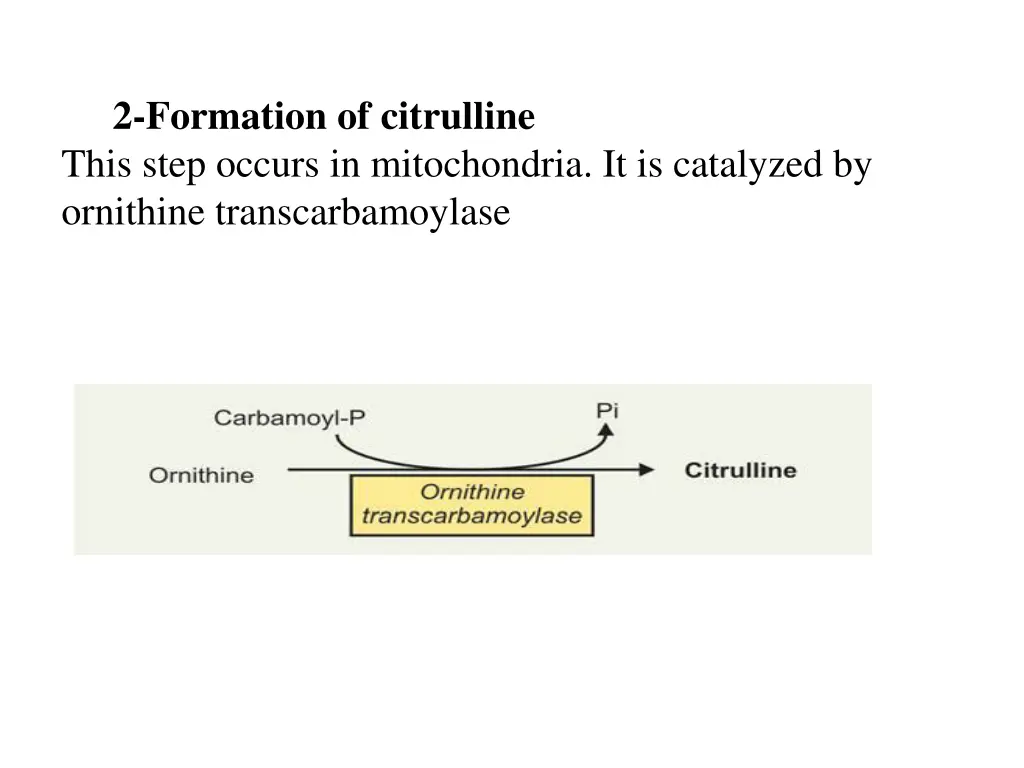 2 formation of citrulline this step occurs