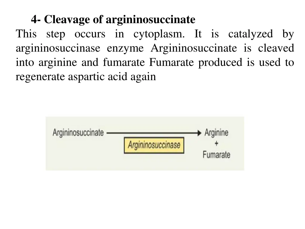 4 cleavage of argininosuccinate this step occurs