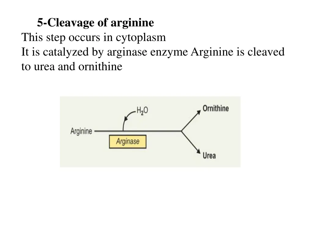 5 cleavage of arginine this step occurs