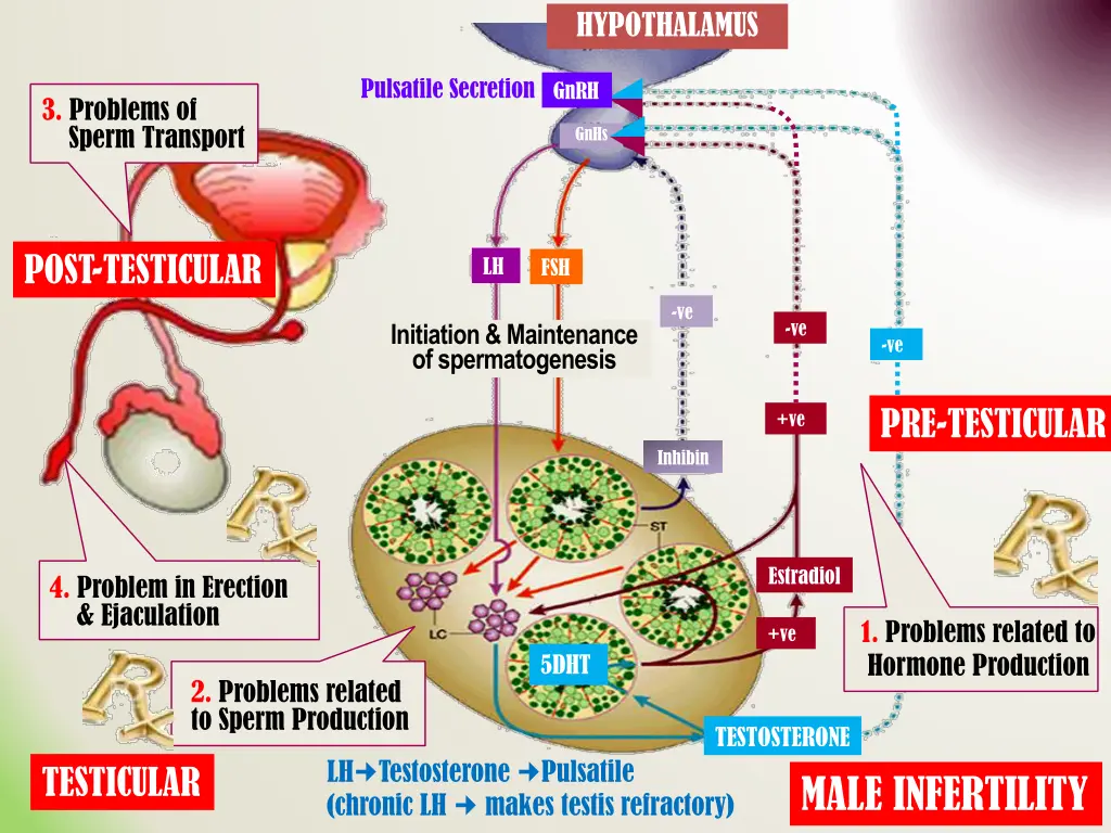 hypothalamus