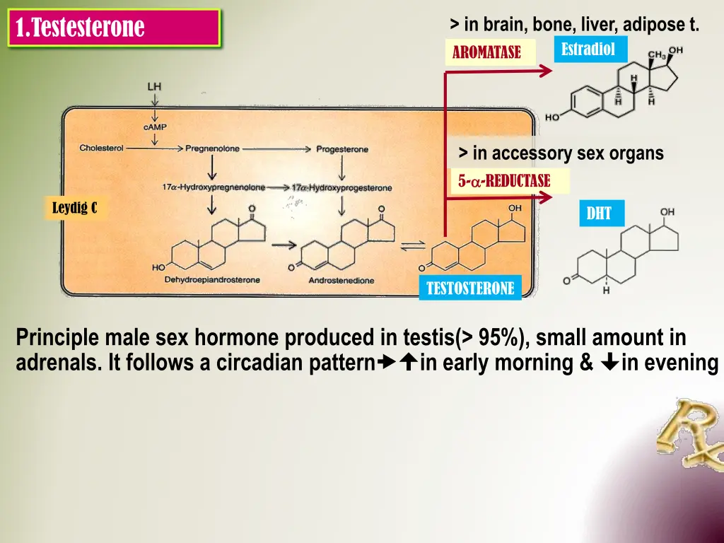 in brain bone liver adipose t