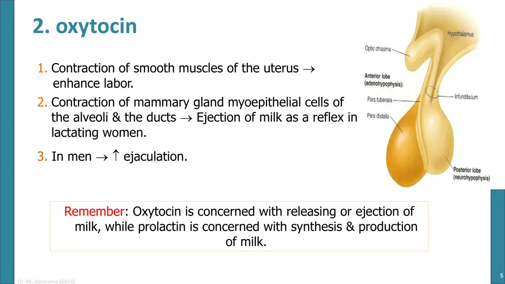 2 oxytocin