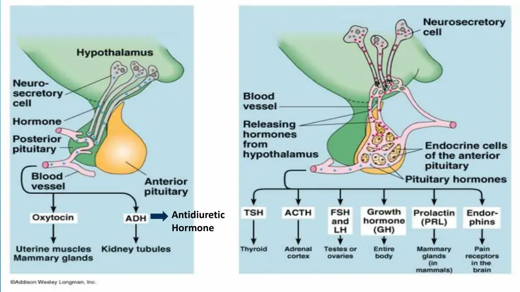 antidiuretic hormone