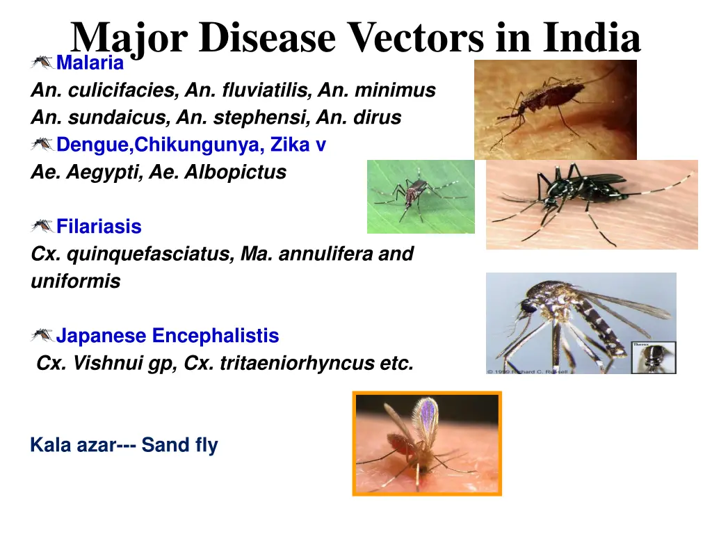 major disease vectors in india