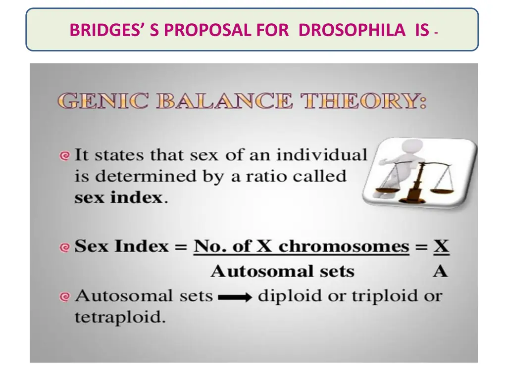 bridges s proposal for drosophila is