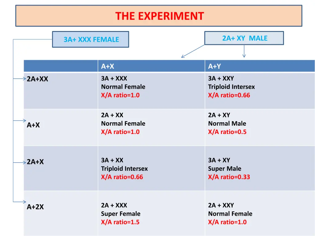the experiment