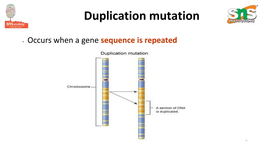 duplication mutation