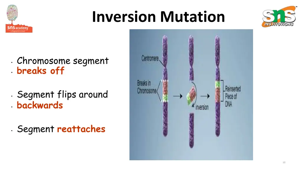 inversion mutation