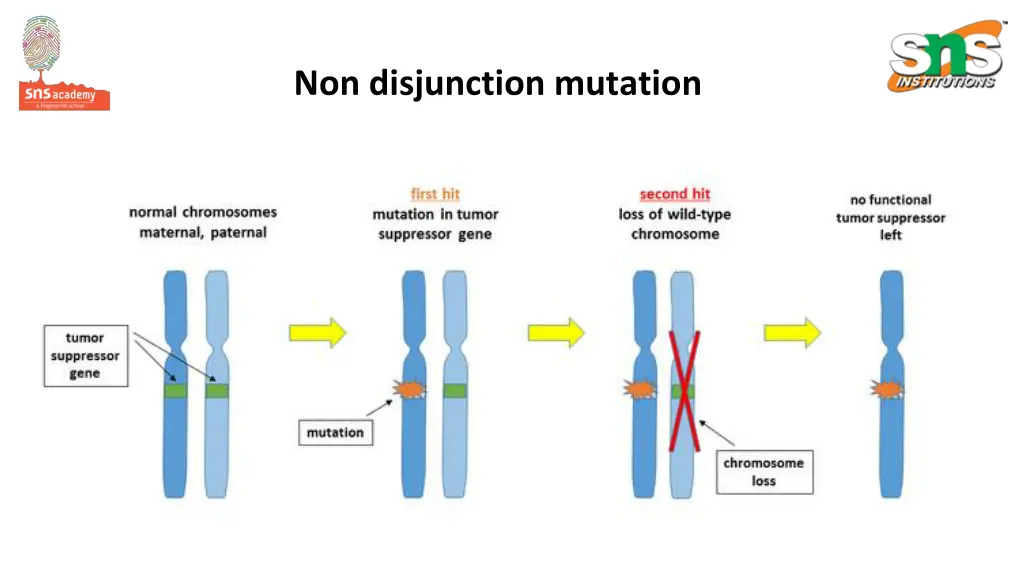 non disjunction mutation