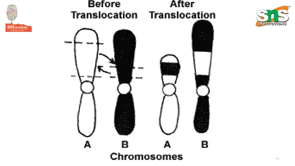 slide14