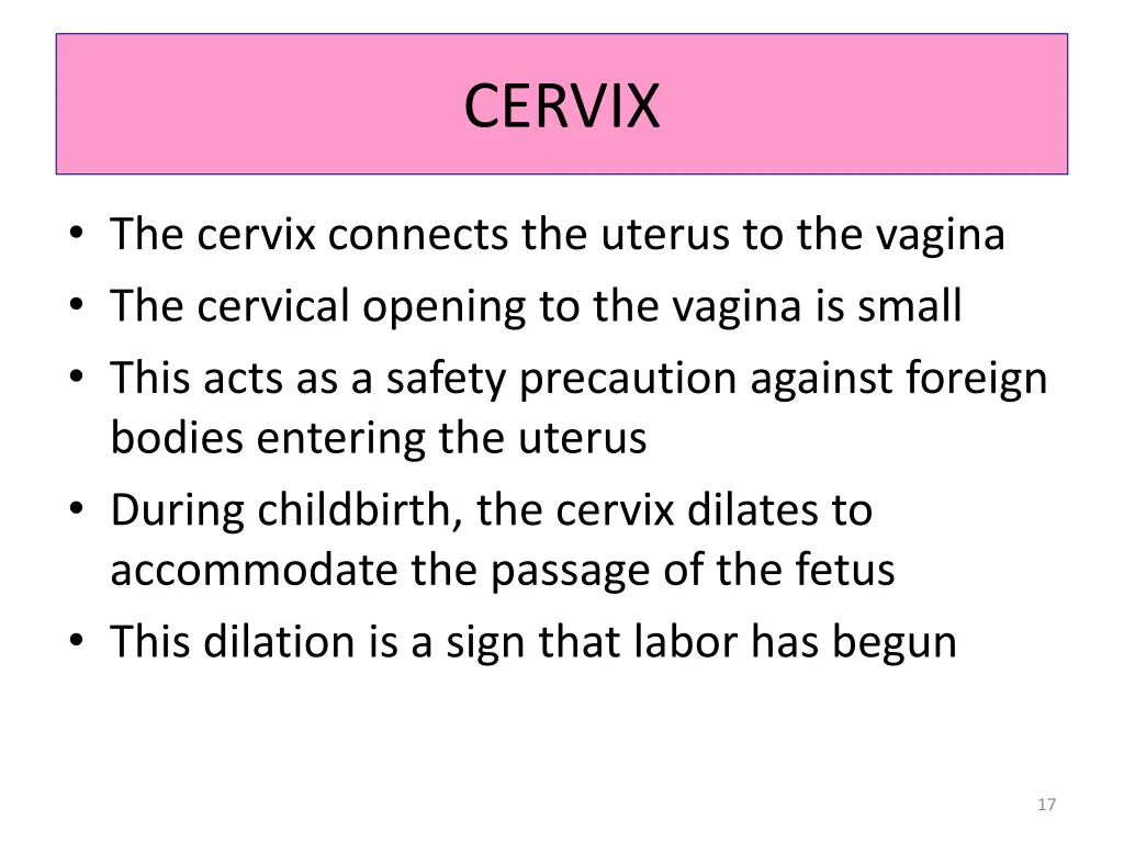 cervix
