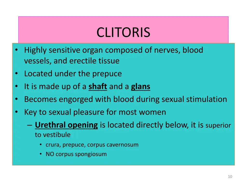 clitoris