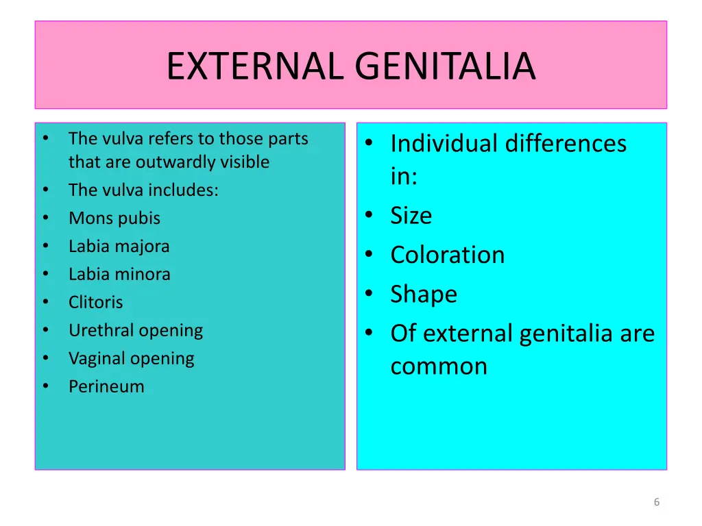 external genitalia