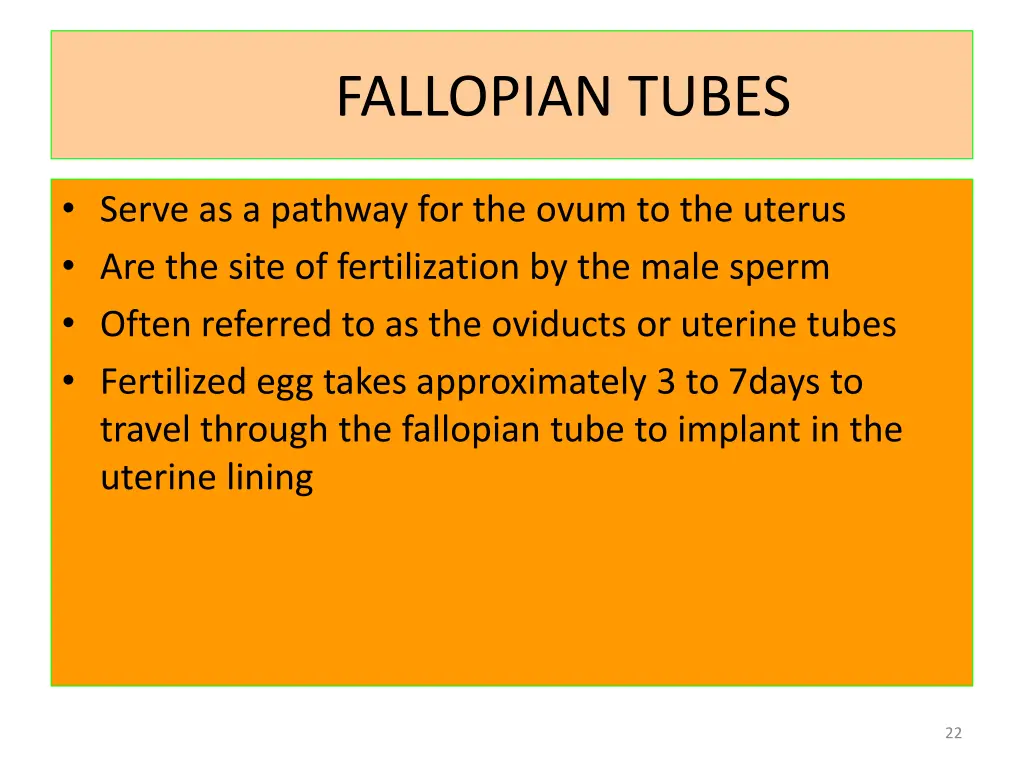 fallopian tubes
