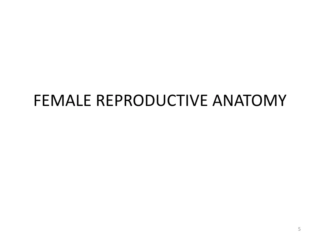 female reproductive anatomy
