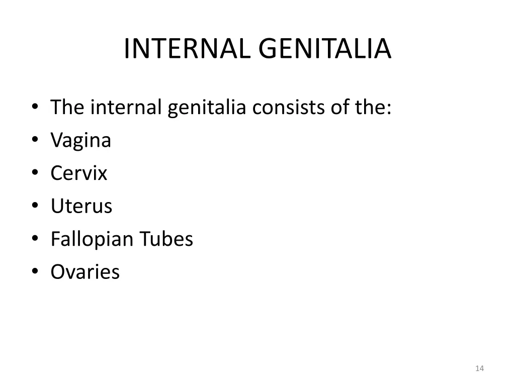 internal genitalia