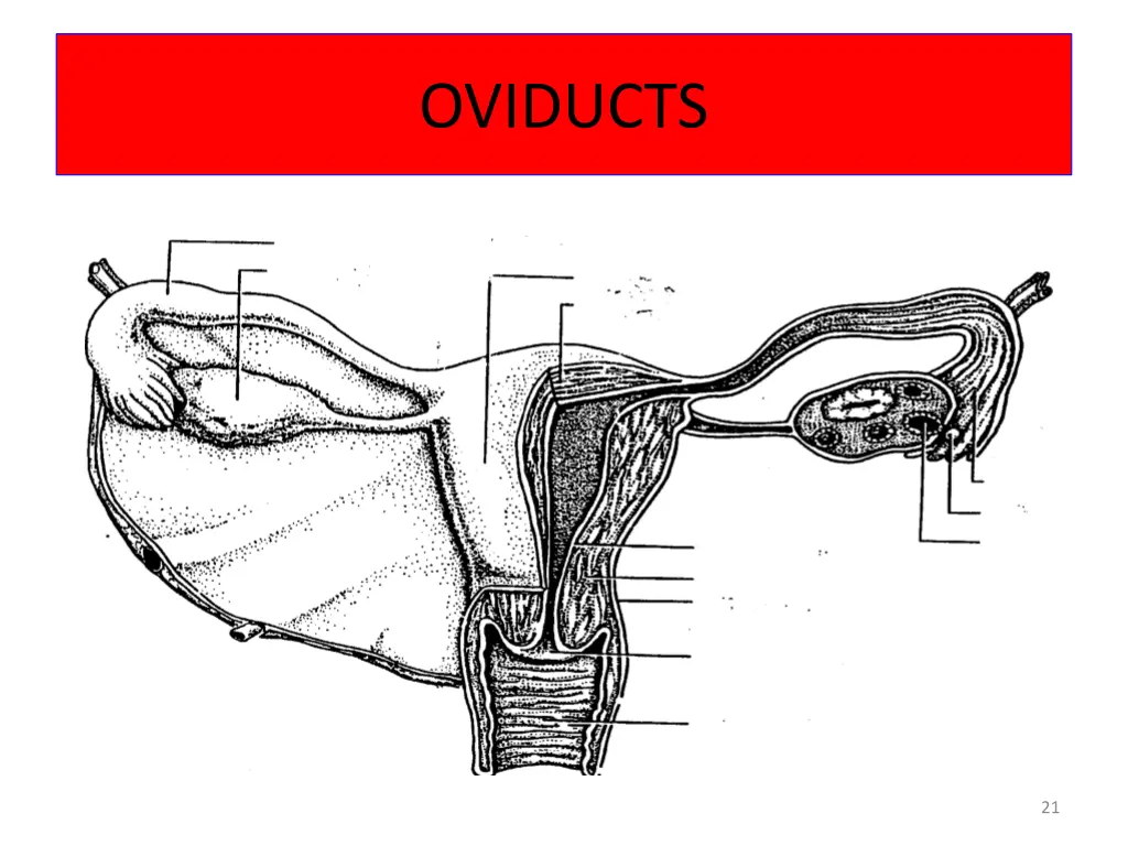 oviducts