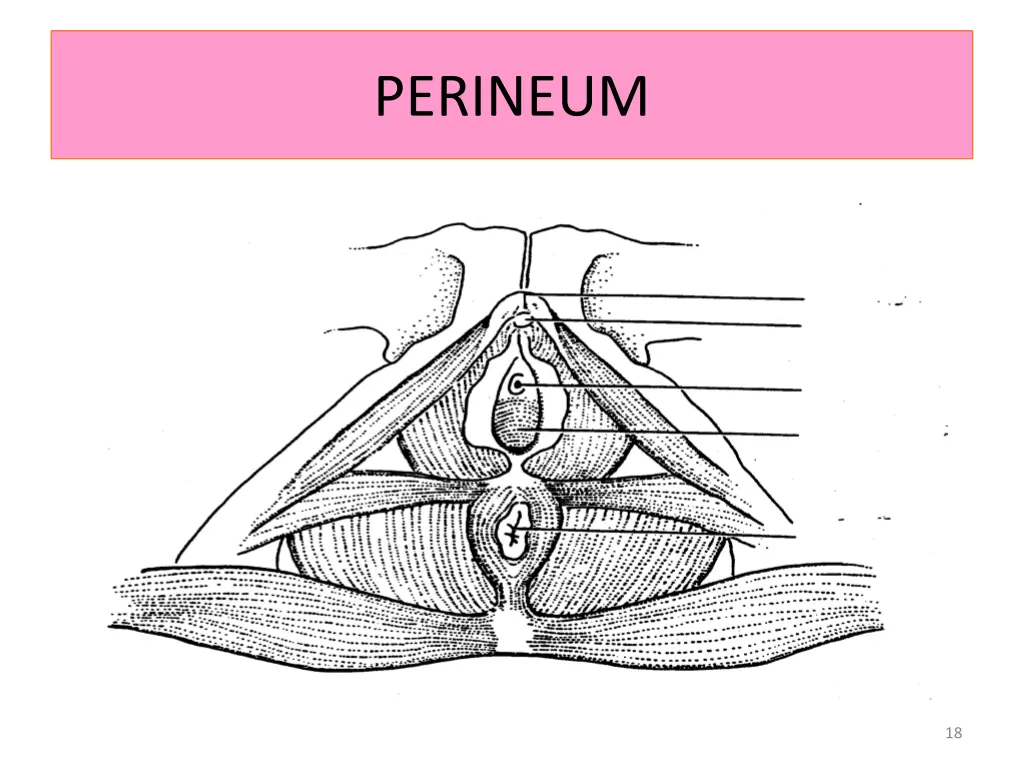 perineum 1