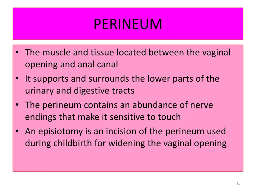 perineum