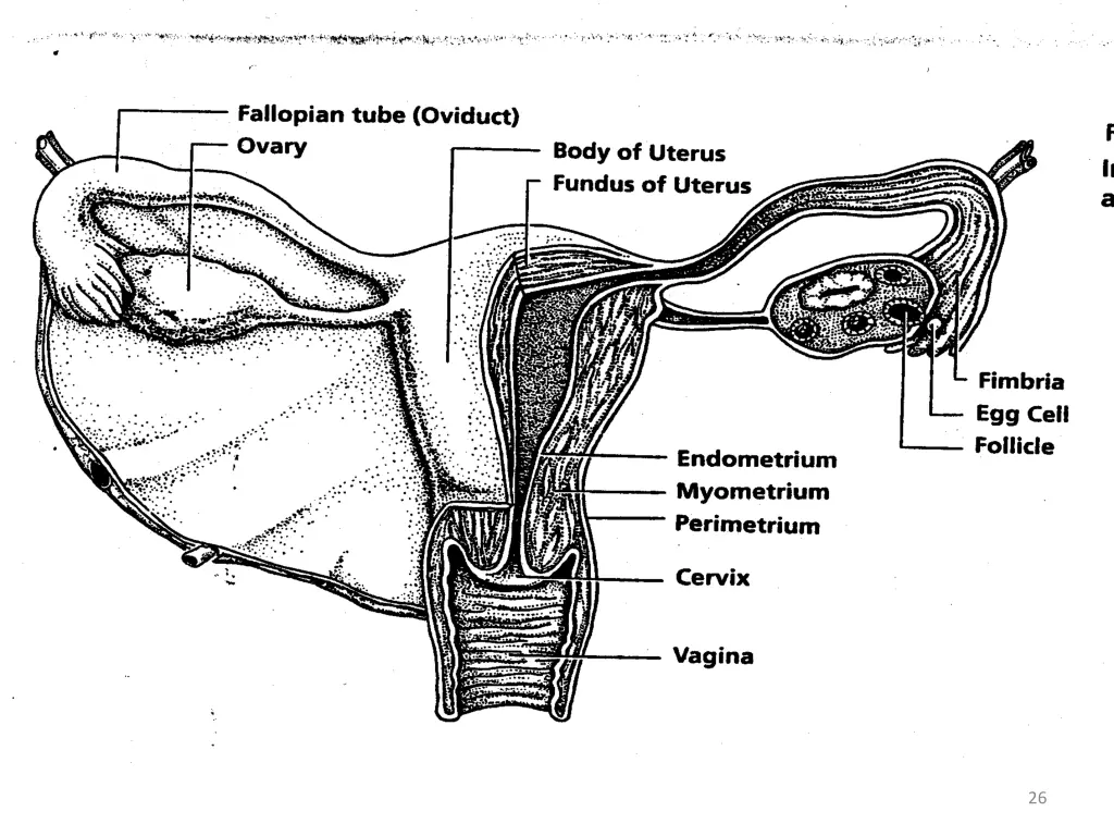 slide26