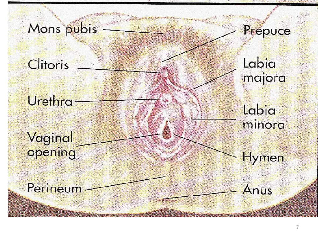 slide7